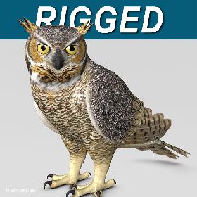 Great Horned Owl  Folded Wings